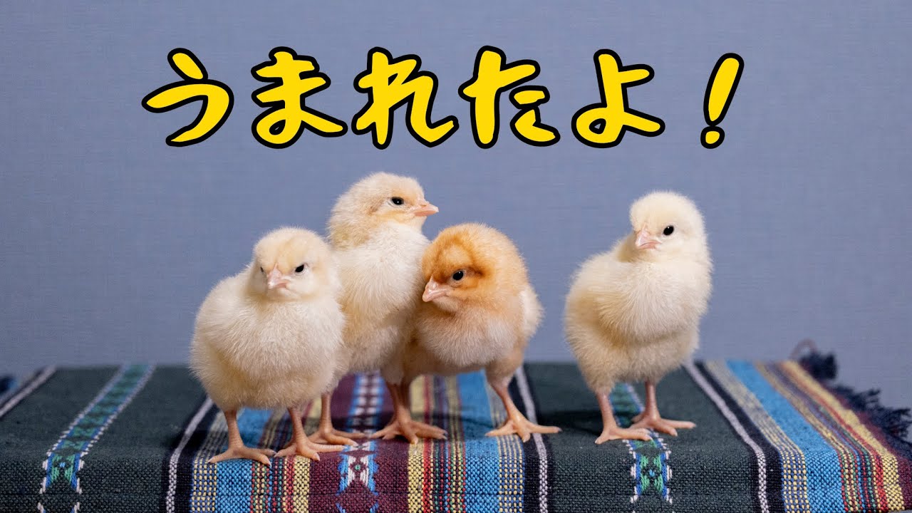 【鶏】小さな命の目覚め、ヒヨコの孵化｜長崎田舎暮らし#006
