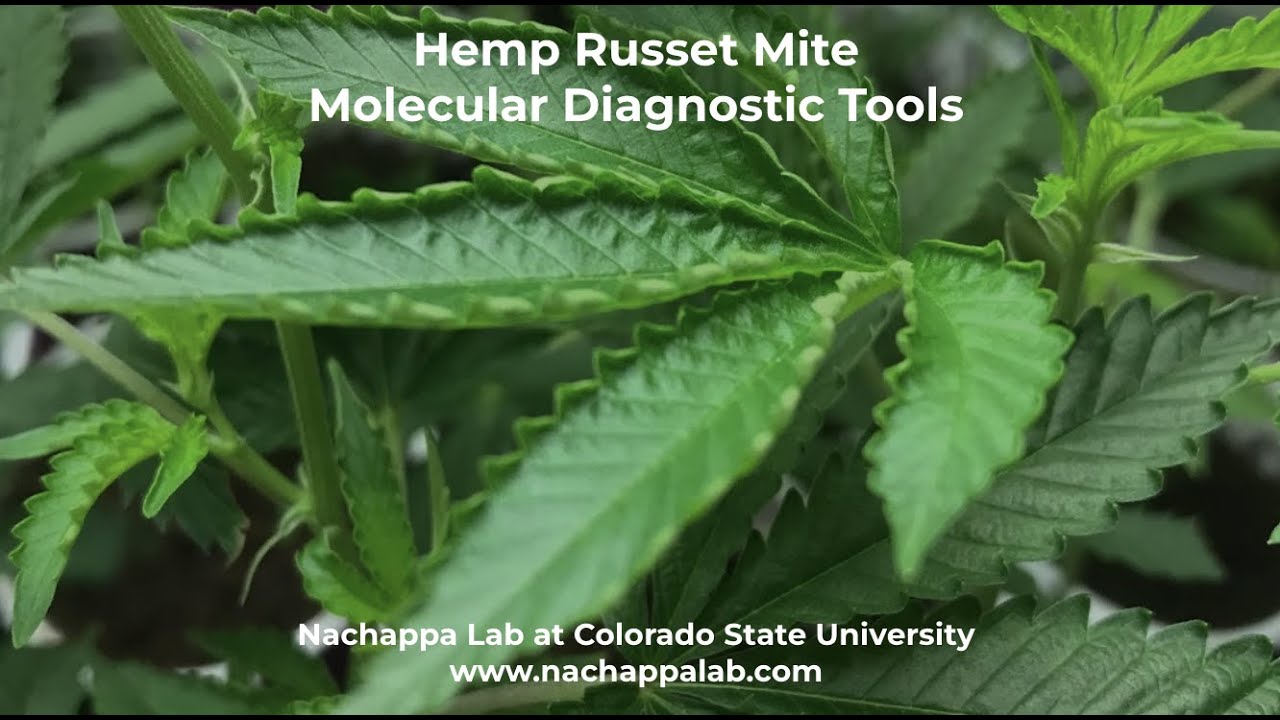 Hemp Russet Mite Molecular Diagnostic Tools