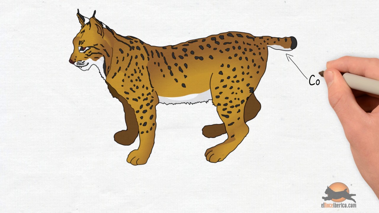 ¿Cómo es un lince ibérico?