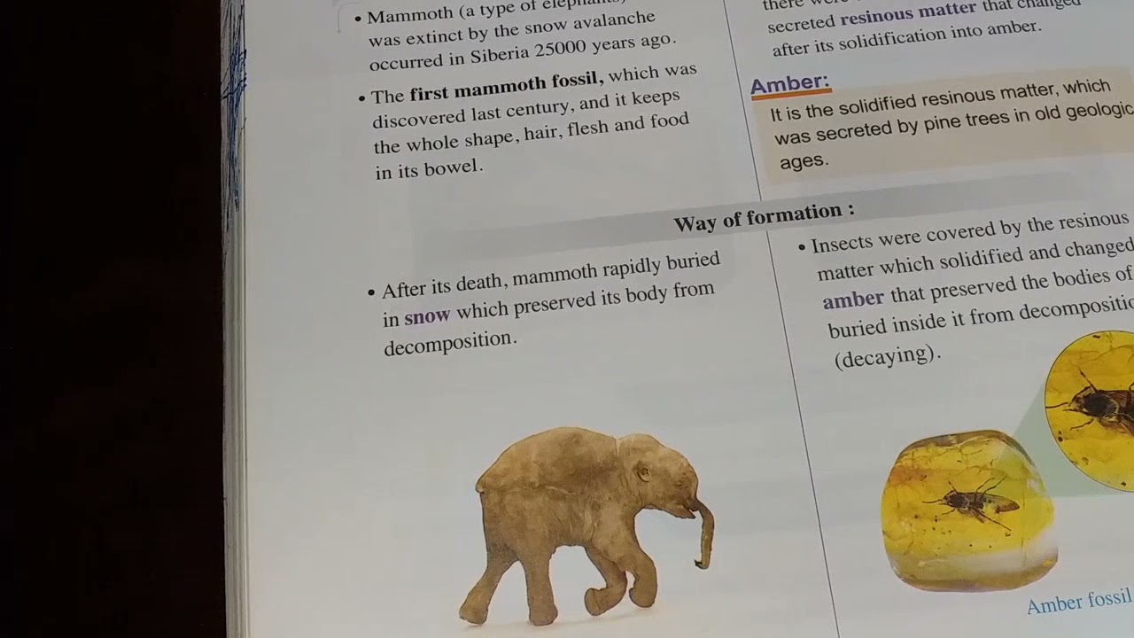 شرح ساينس 2اعدادى وحدة 3 درس 1 Fossils  الجزء الاول ❤️ 2022
