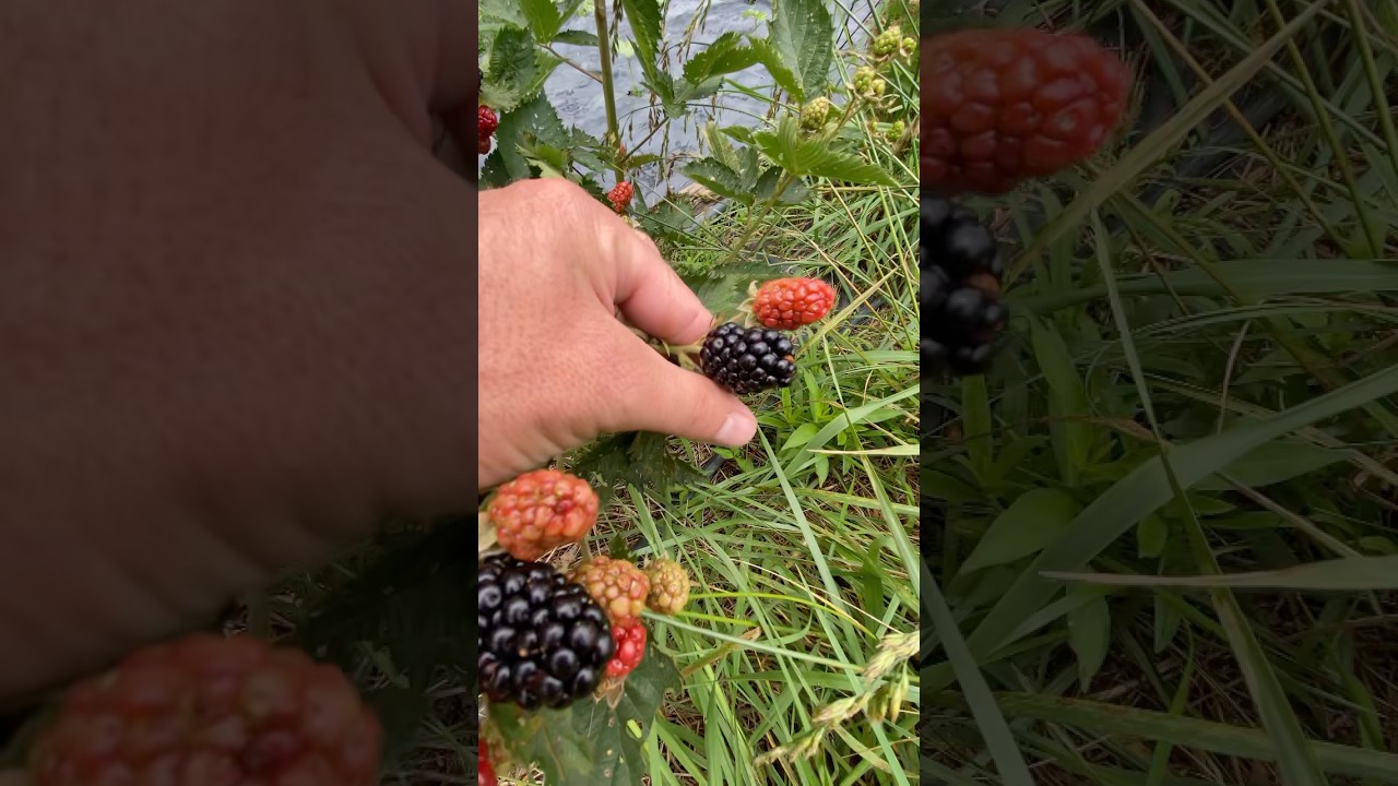 Primeark Freedom updates #blackberrytrellis #primearkfreedom #deanfamilyacres