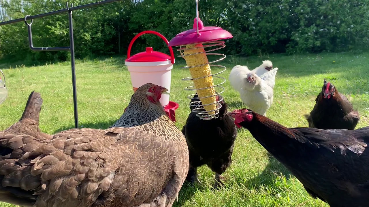 Foderspiral med majs til h&oslash;ns