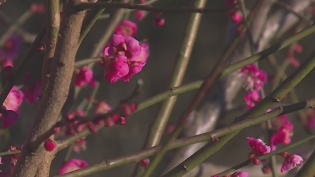 Warm winter brings concerns for Oregon&rsquo;s wildfire season, fruit crops