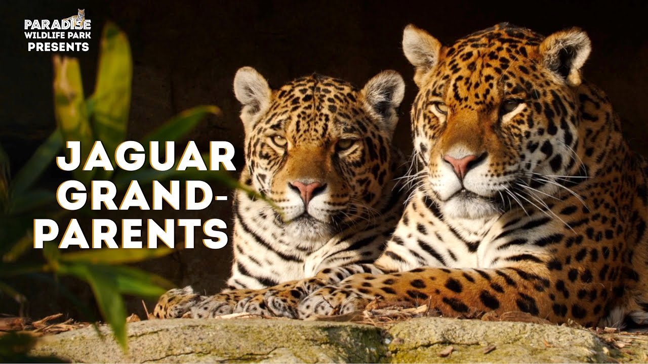 Our Jaguars are Grandparents!