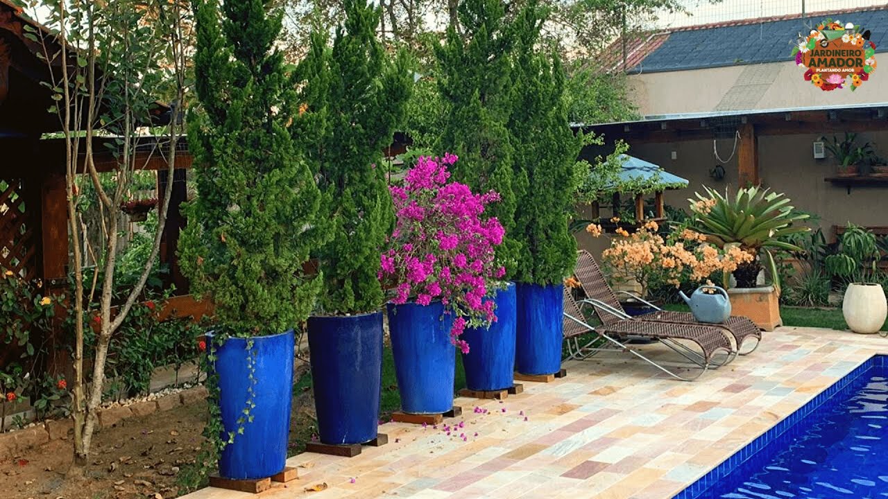 Dicas para saber plantar ciprestes em vasos (tuia-holandesa e tuia limão)