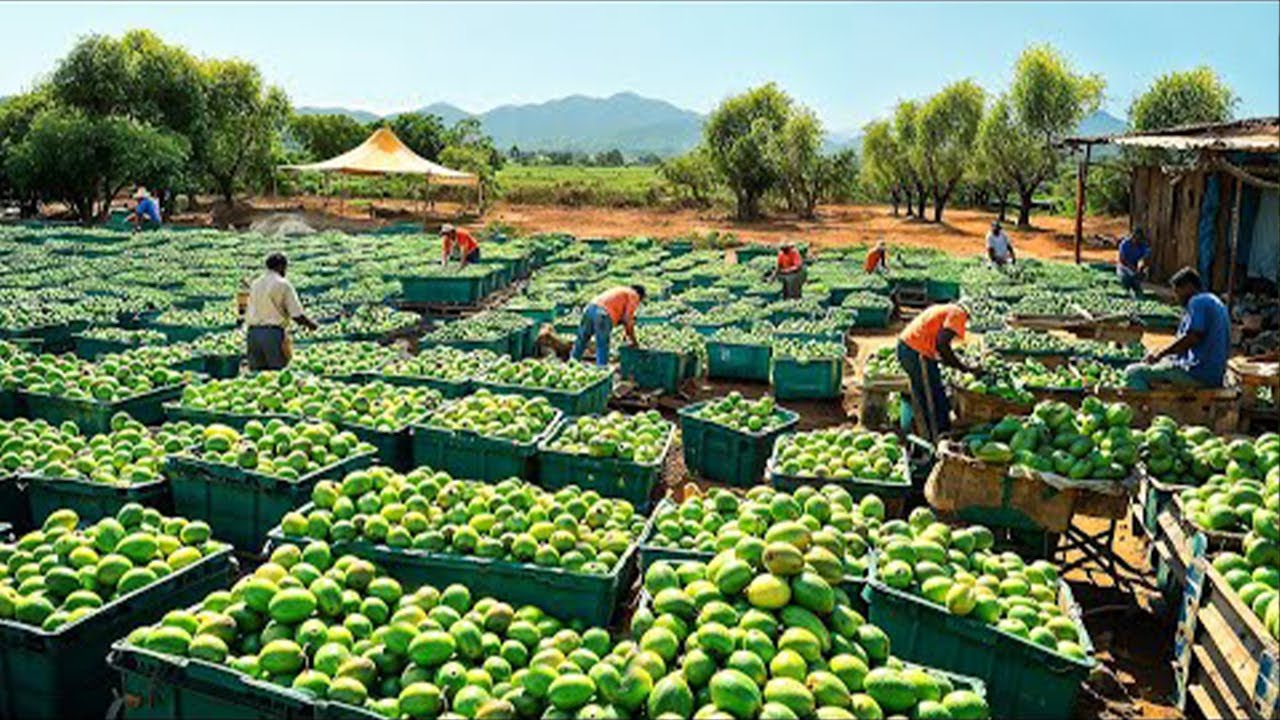 Comment les Agriculteurs Australiens produisent des Millions de Tonnes de Mangues