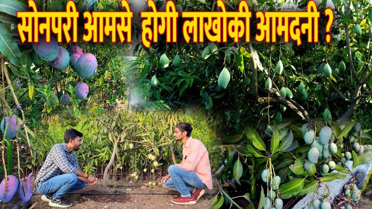 Part 2 | आम 🥭की इस  Variety के बारेमे आप नहीं जानते होंगे | Future Mango Farming | Food and Farming