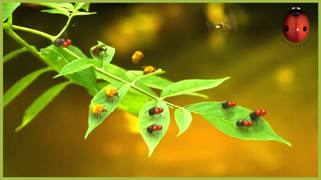 Go Blue Go! | Minuscule 🍃 55' Compilation