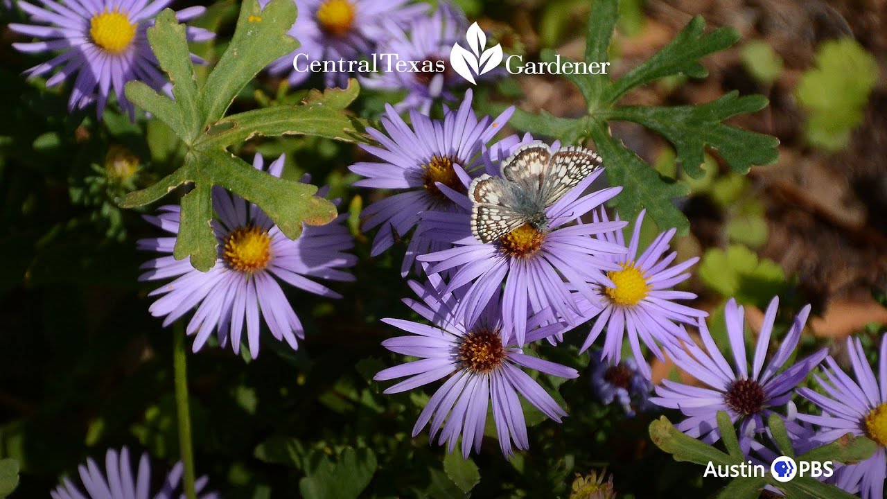 Why Plant in Fall?