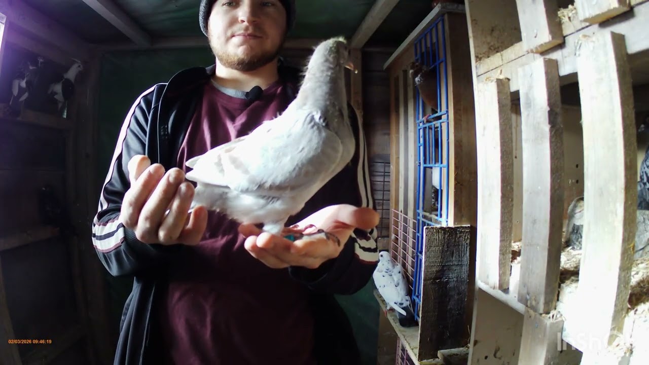 Episode 26// checking on the babies//few more eggs//new pair and birds been sold