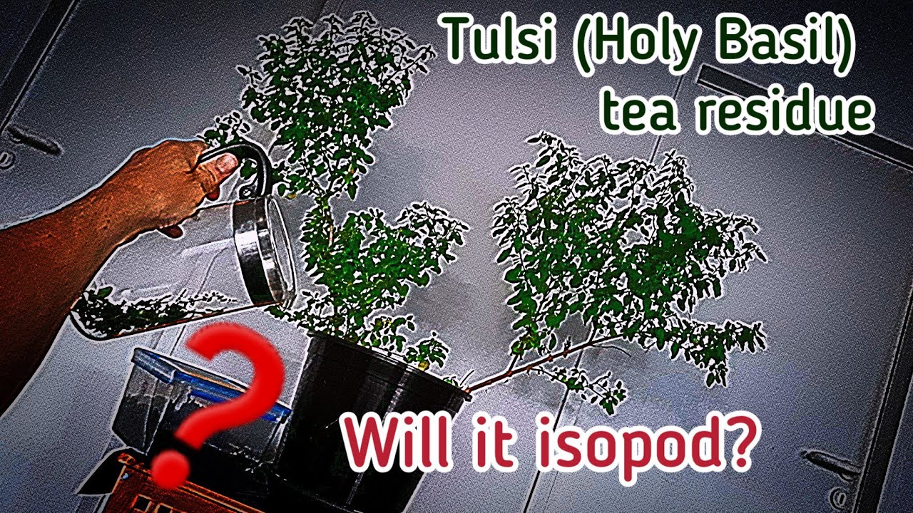 Tulsi tea residue | Will it isopod? | Episode 5 | Timelapse