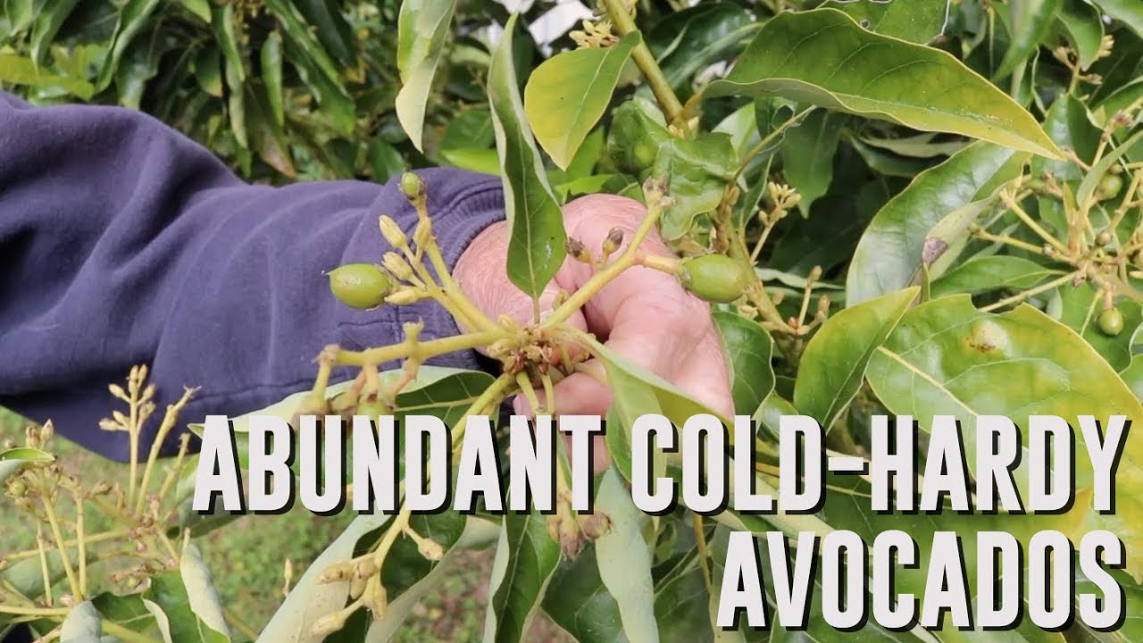 Two Cold-Hardy Avocados That Can Take the Frost
