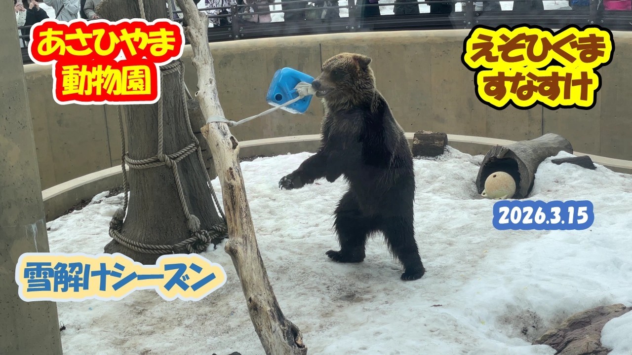 あさひやま動物園　えぞひぐまのすなすけ　20260315
