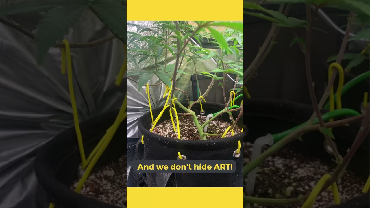 Show us your art #BudTrainer #BigBuds