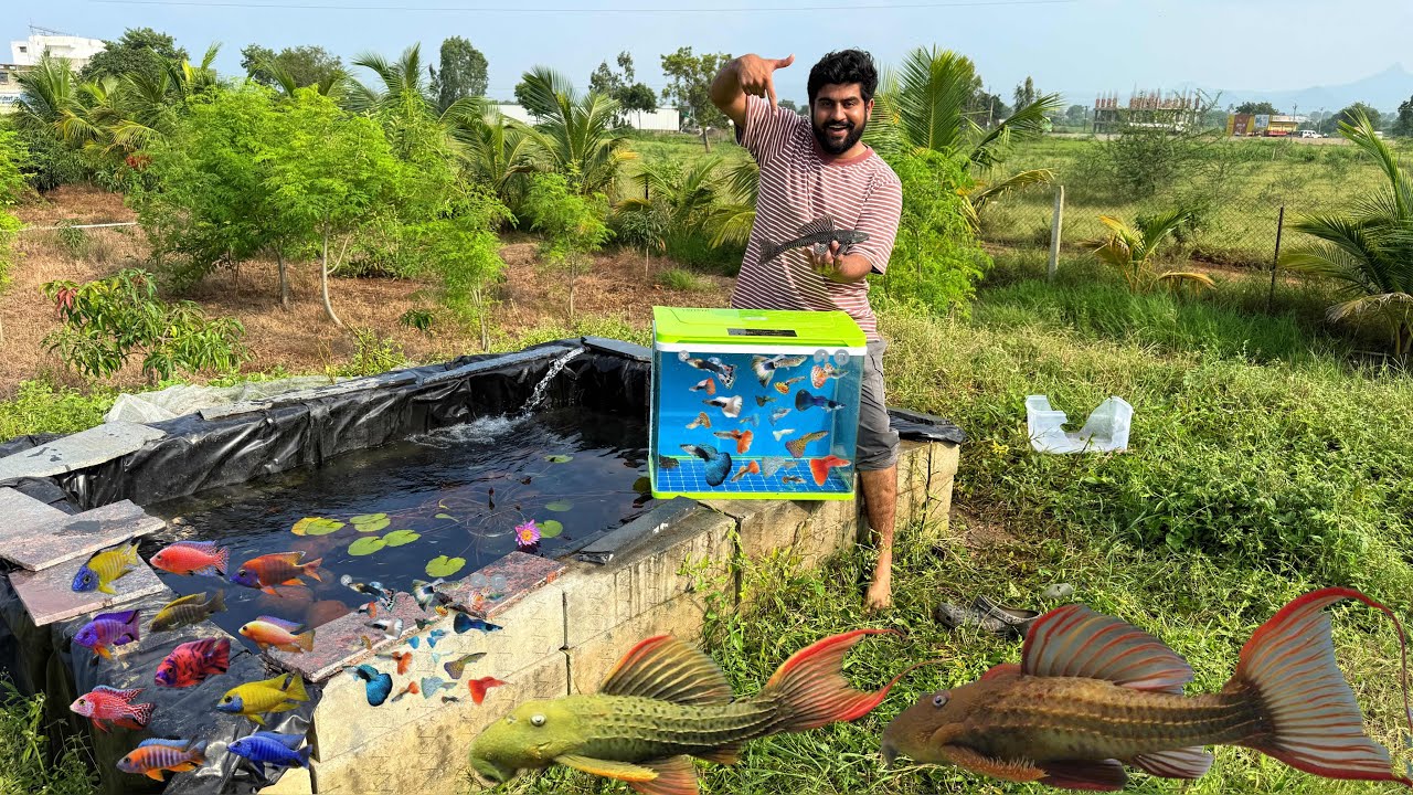 Daisy Fish Farm One Outdoor Pond Cleaning And Fish Update 🐠