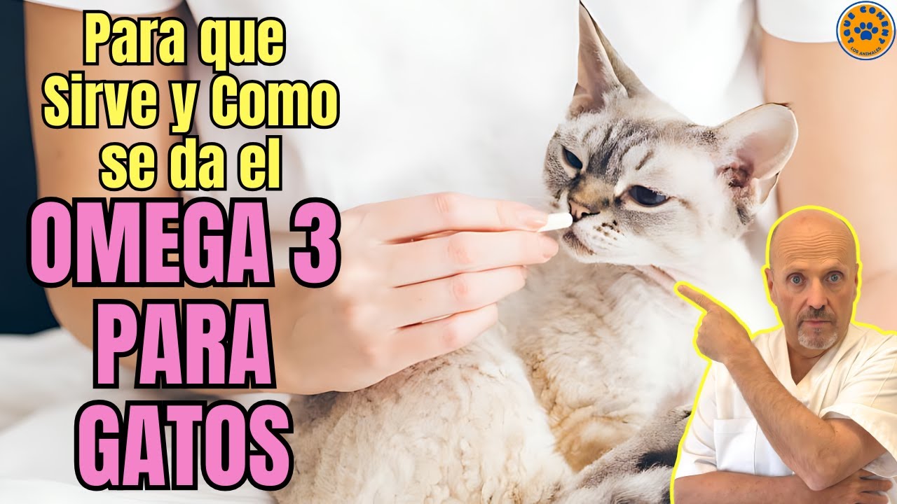 🚨 OMEGA 3  PARA GATOS ¿PARA QUE SIRVE DOSIS Y COMO SE DA? 🚨