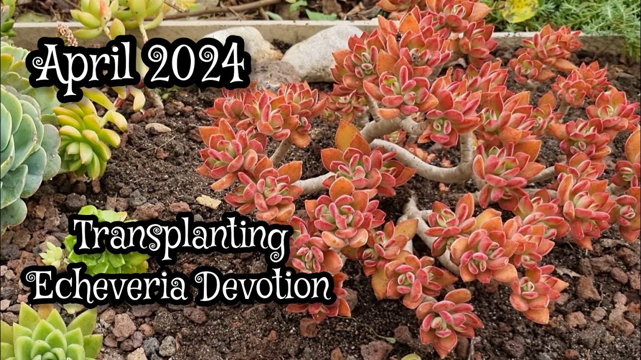 Pull out , plant in Succulents Sunday !