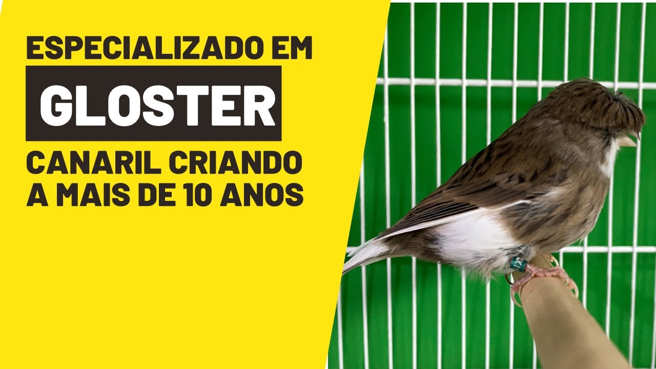 CANARIL especializado em CANÁRIOS GLOSTER