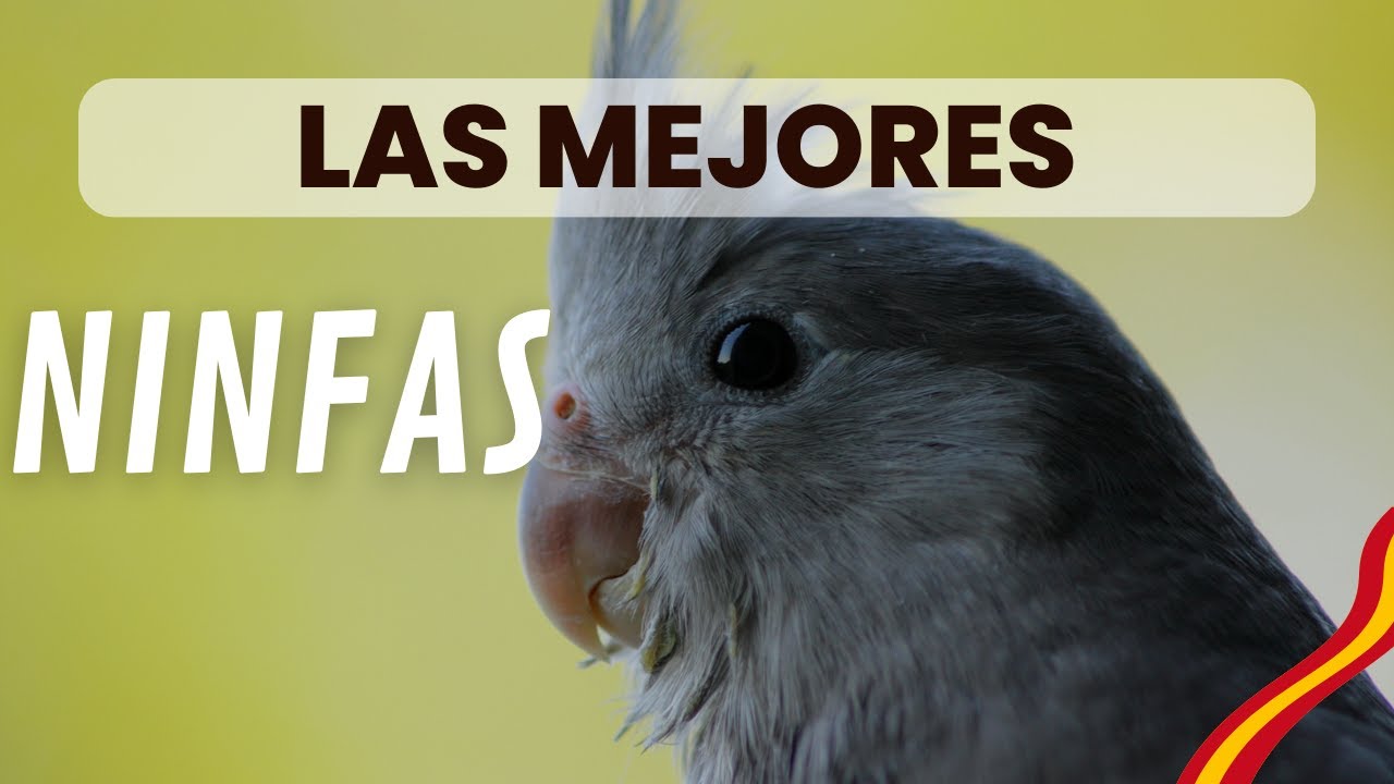 Las mejores ninfas de España (concurso monográfico)