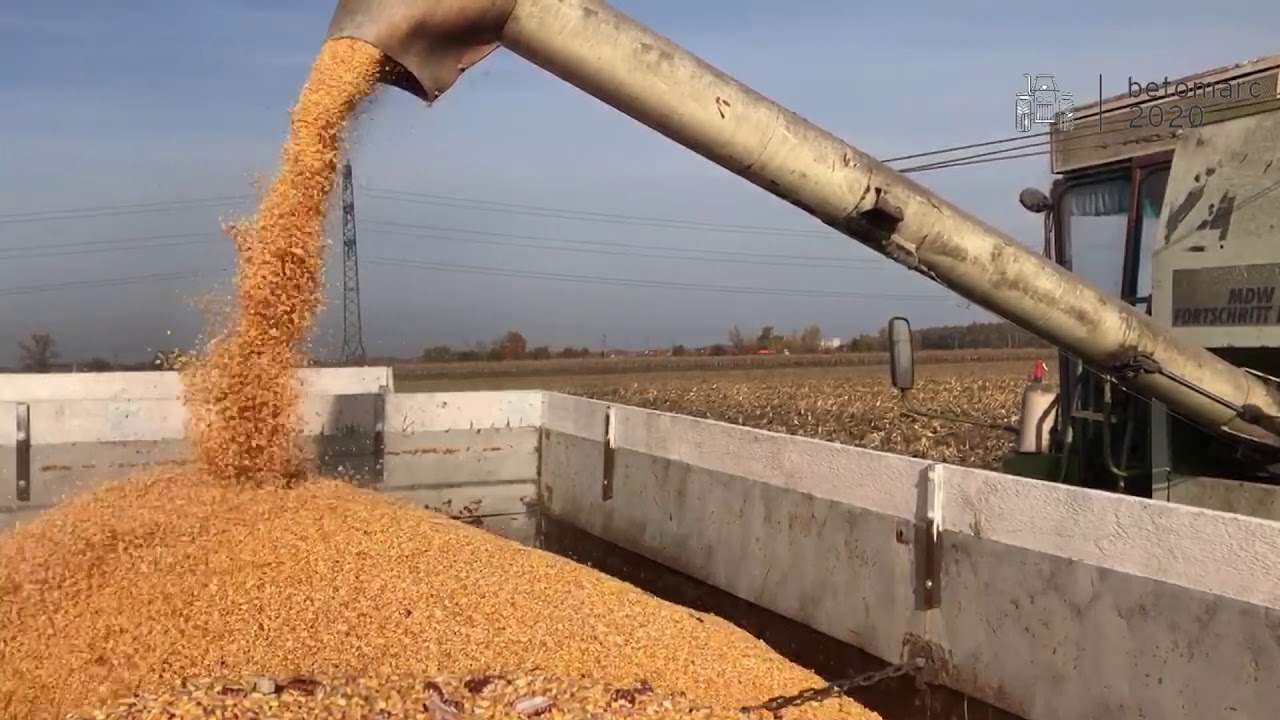 2020╿ Őszi munkák╿ Fortschritt E514╿ MTZ 80╿ Zetor 8540╿ Zetor Proxima 90