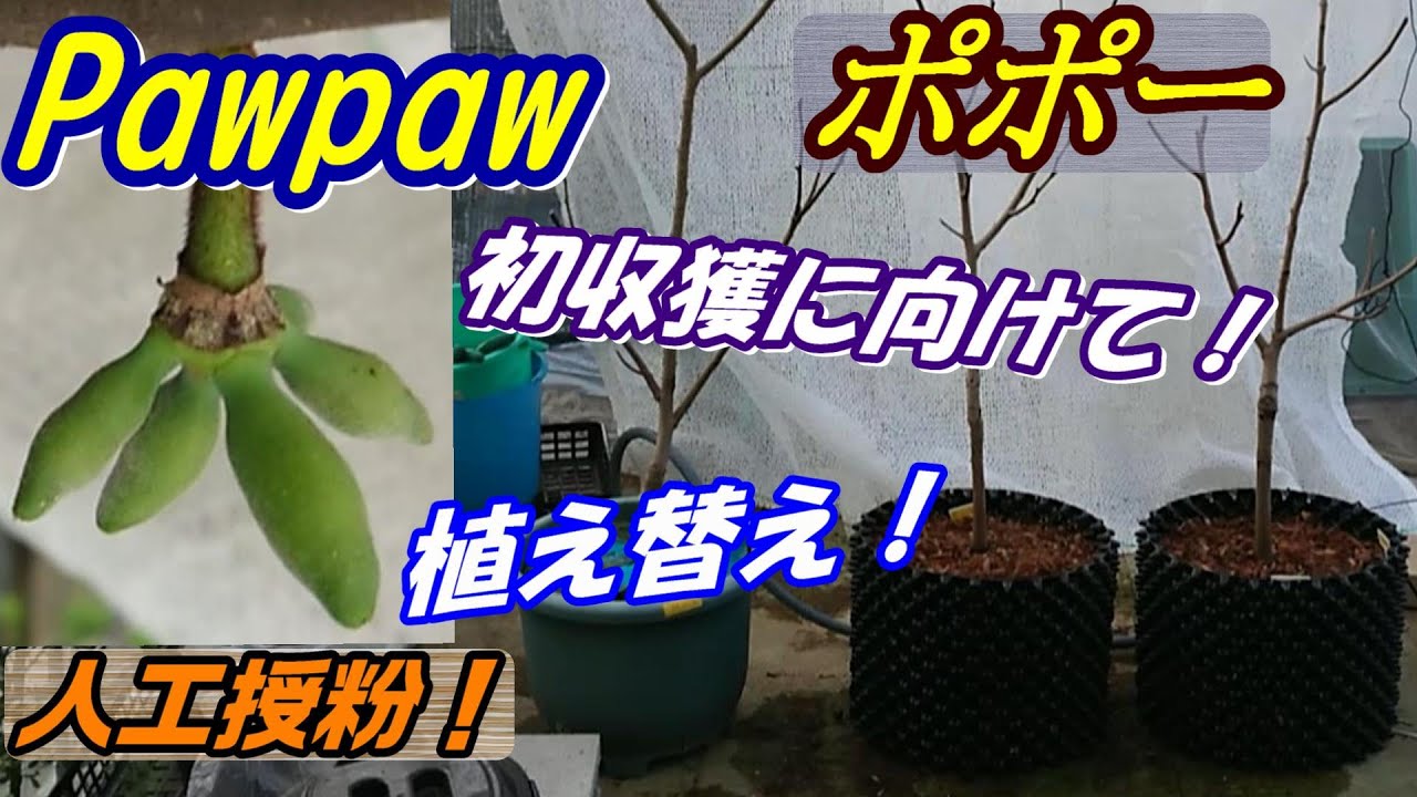【ポポー鉢栽培】初収獲に向けて（前編）剪定、植え替え、人工授粉、ルートプラスポット（23年）