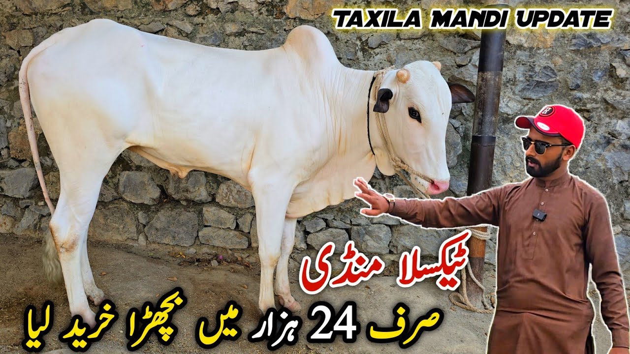 Naseeb Ka Soda Taxila Mandi Update June 2025 | 2026 Ka Mall