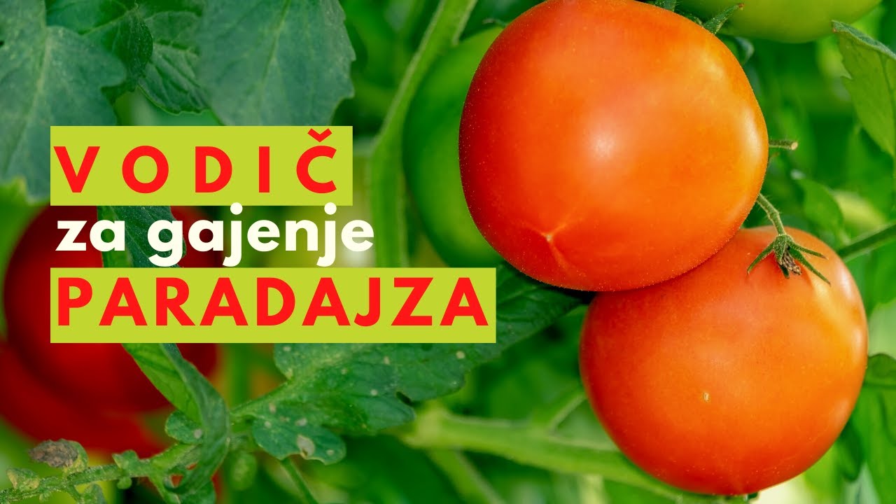 SVE što treba da Znate o UZGOJU PARADAJZA u Plasteniku | Oplodnja, Zaštita i Djubrenje