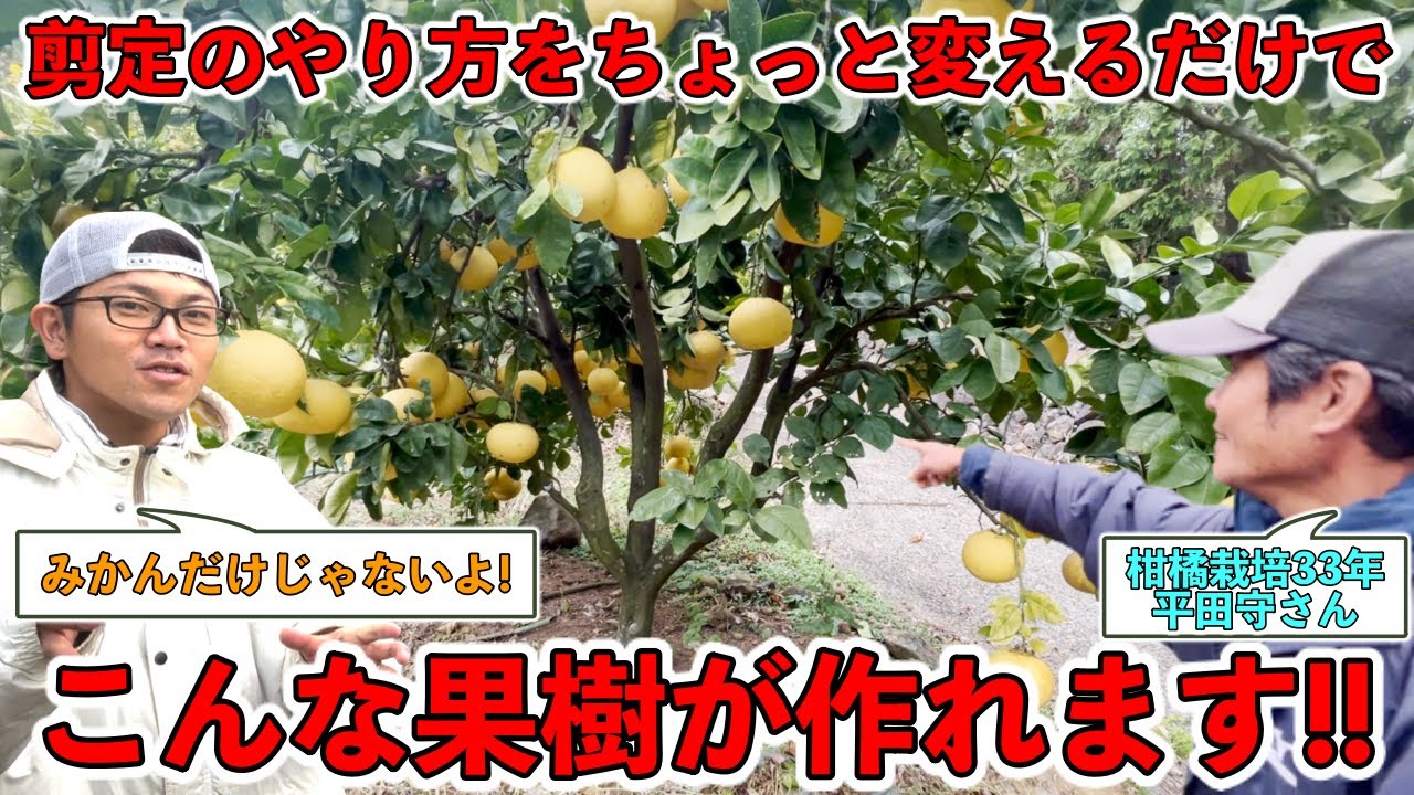 【えげつない！】剪定のやり方を変えるだけで，肥料や農薬を減らせ，品質の良い果実がたくさん取れる．みかんだけでなく多くの果樹でそれを確認してきた【長崎県 平田守さん③】