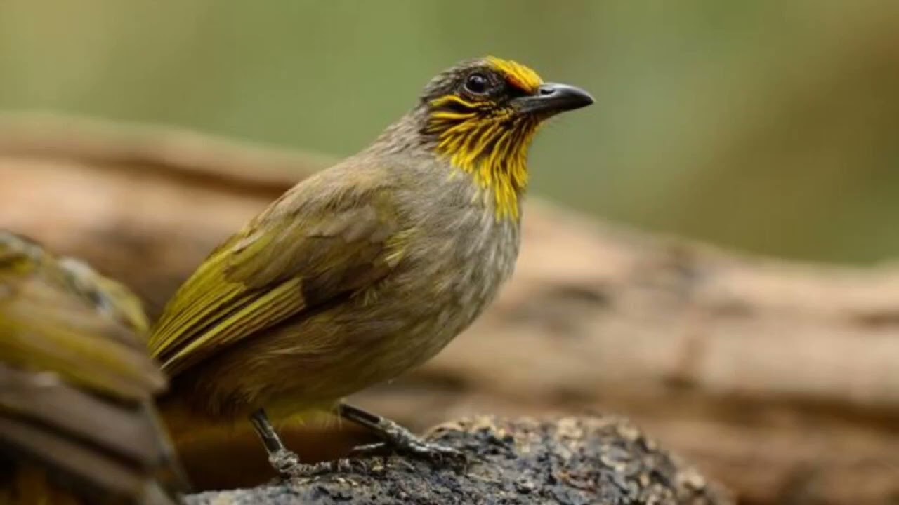 suara pikat burung merbah lekir asli mp3