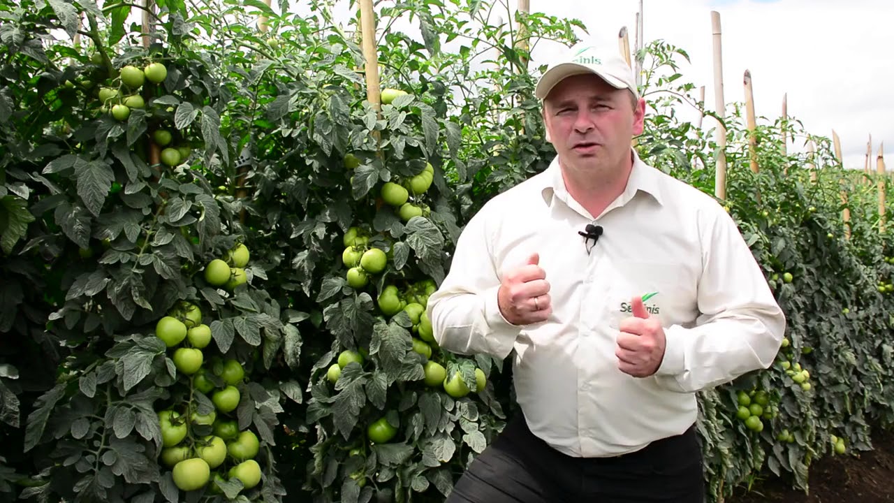Tomate Híbrido CORONEL - SVTH0361