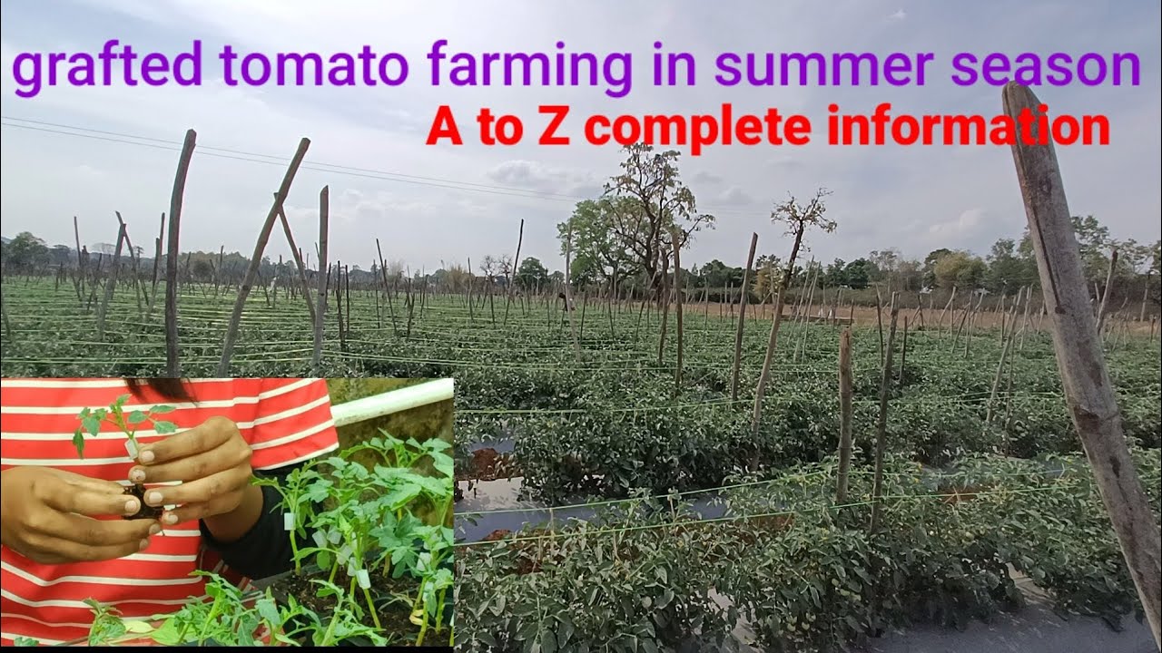 Summer season में ग्राफ्टेड टमाटर की खेती कैसे करें ll grafted tomato farming in summer season AtoZ