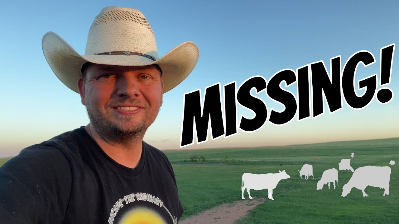 I Lost the Cows