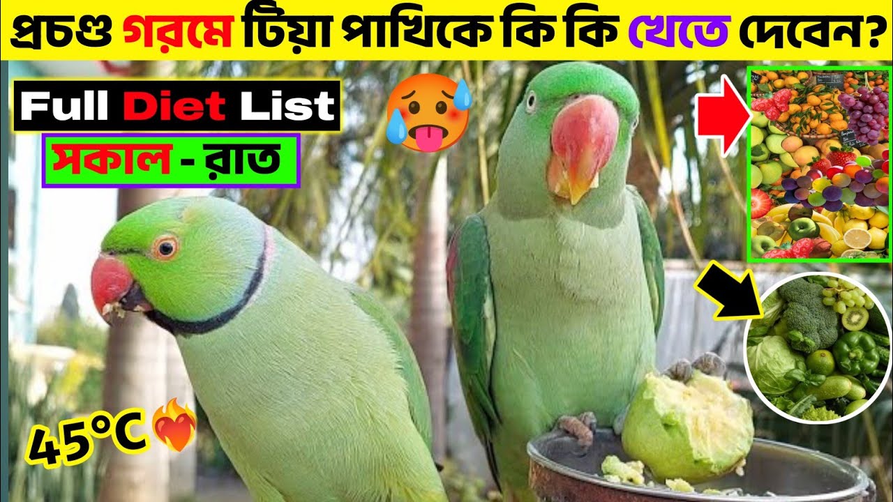 🥵এই প্রচণ্ড গরমে টিয়া পাখিকে কি কি খেতে দেবেন?🥣🥦 || Full Diet and List 🍅🫛|| Summer Food for Parrot🦜