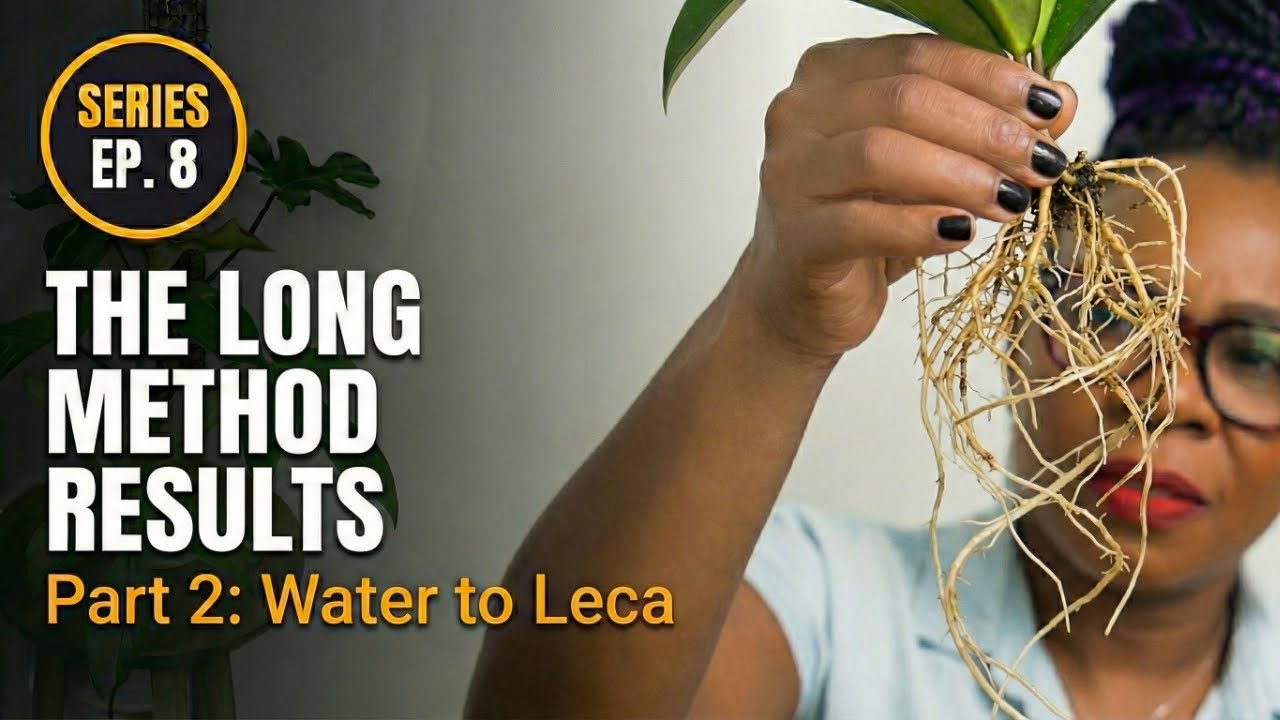 Growing in Leca (Ep 8): The Long Method Part 2 (Water to Leca Results)