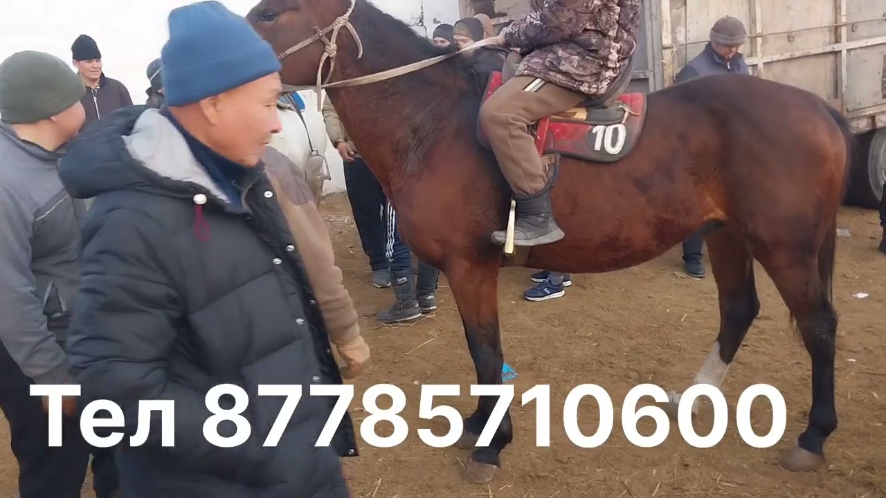 Малбазарға Жылқы Көп Келді  Керемет 🐴🐎