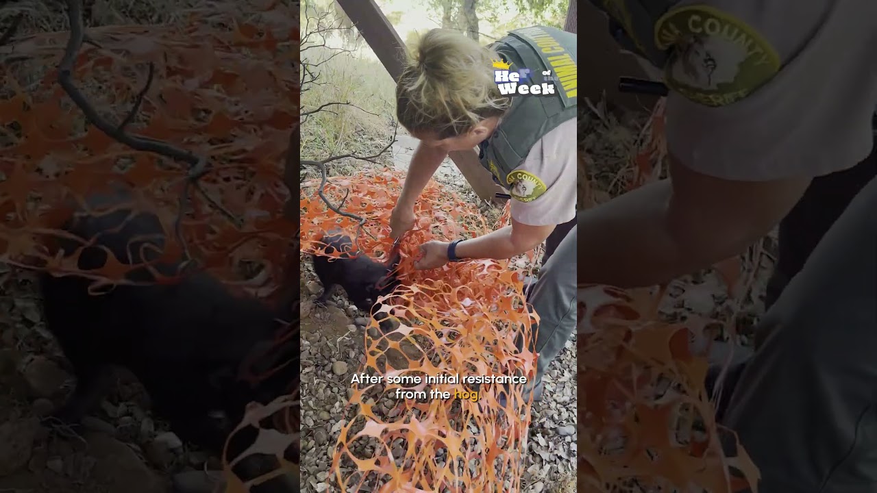 Wild Hog Rescue | HERO of the Week