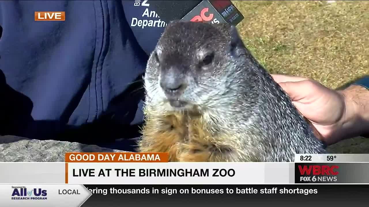 Live at the Birmingham Zoo: Jamie Bill The Groundhog