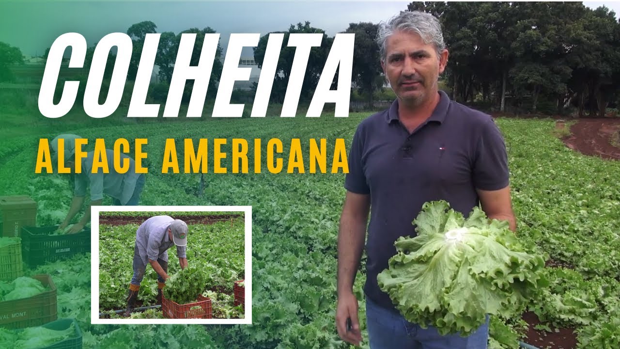 COMO FAZER COLHEITA DA ALFACE AMERICANA?