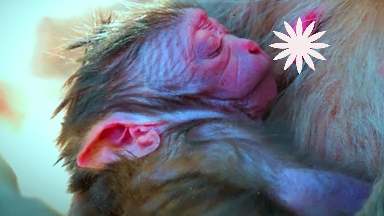 Adorable tiny baby monkey, The newborn baby monkey two- day-old
