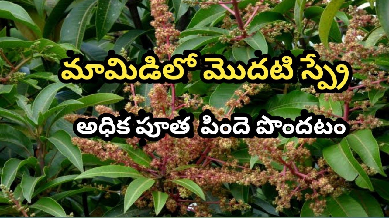 మామిడిలో మొదటి చేయవలసిన స్ప్రే & అధిక పూత పిందె పొందటం mango first spray for heigh floweringandfruit