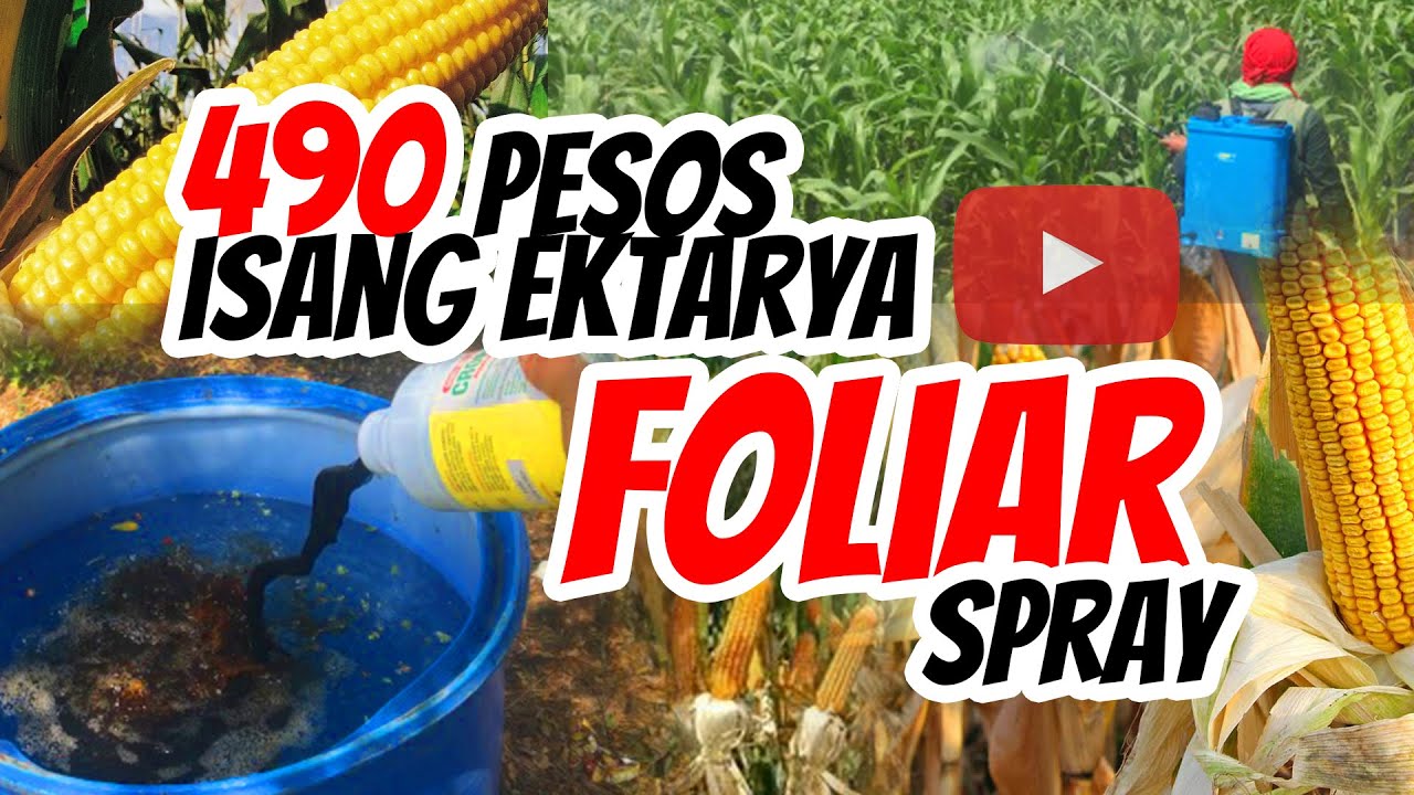 Paraan ng pag Spray ng Foliar sa Maisan 35 DAP