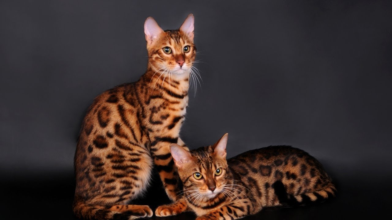 4 you - funniest Bengal Cat Videos