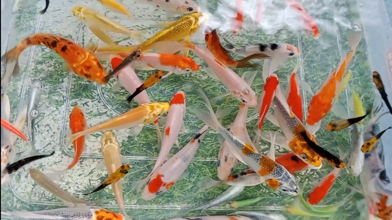Unboxing ikan warna warni, ikan koi,ikan koki, ikan glawfish,kura kura || Pipi and Toys ||