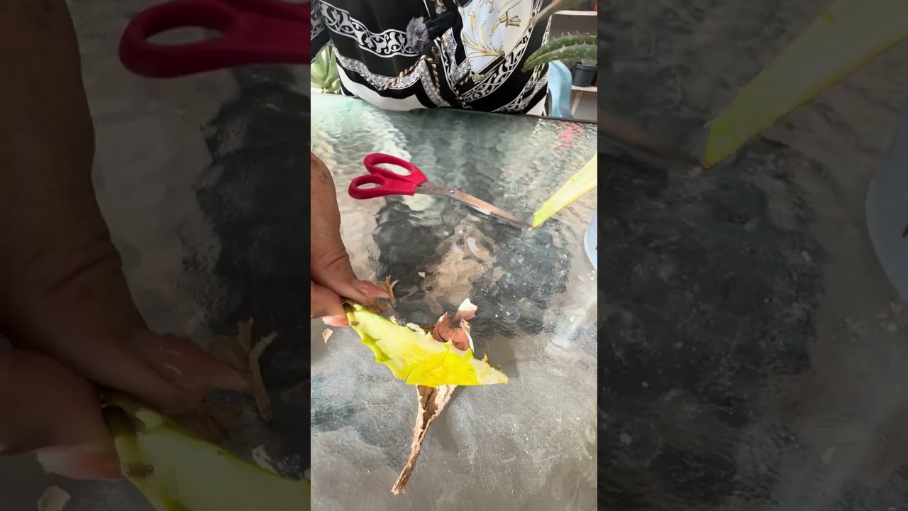 Dándole mantenimiento ami aloe Dorotea 