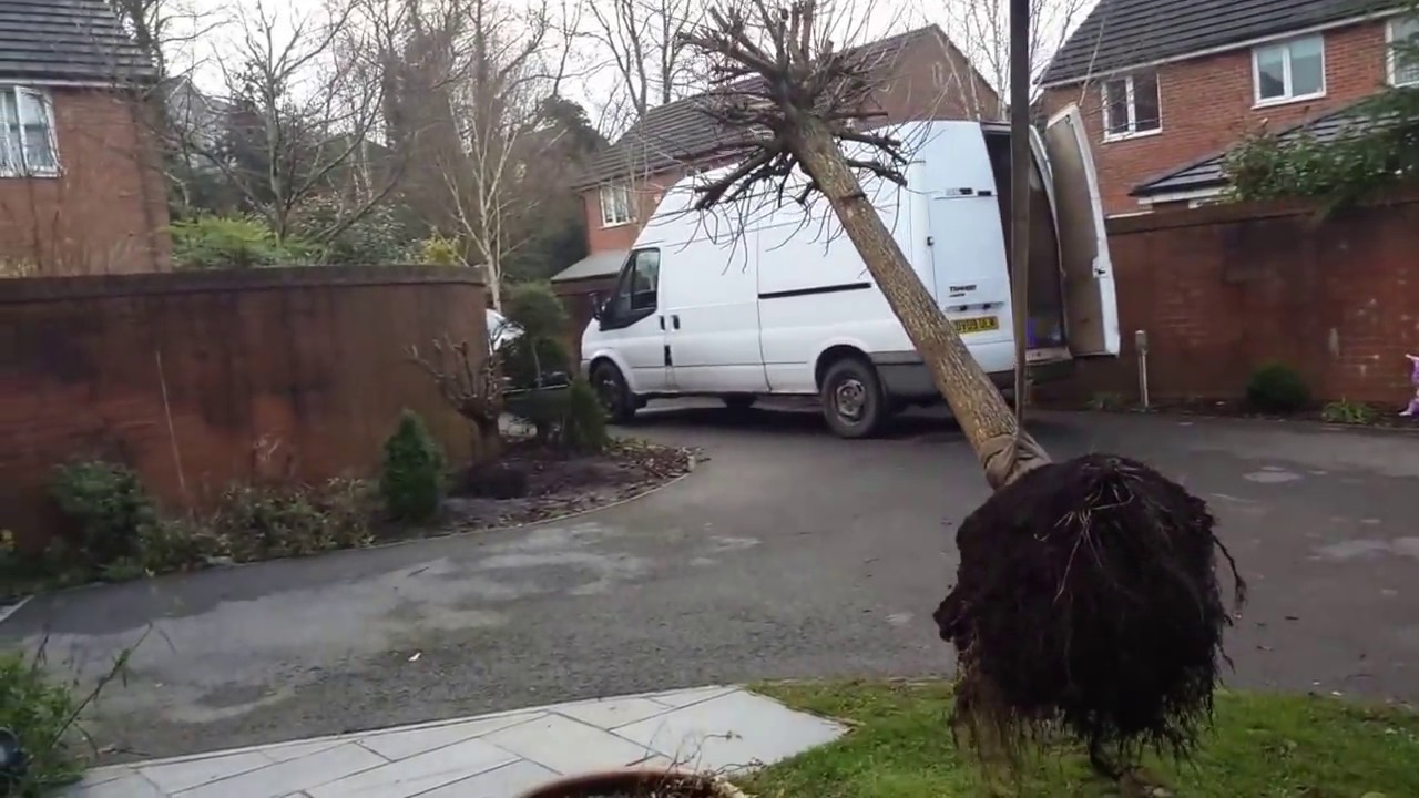 Johnyboy Vlog 7 Moving That Indian Bean Tree (Catalpa) Tree To A New Home
