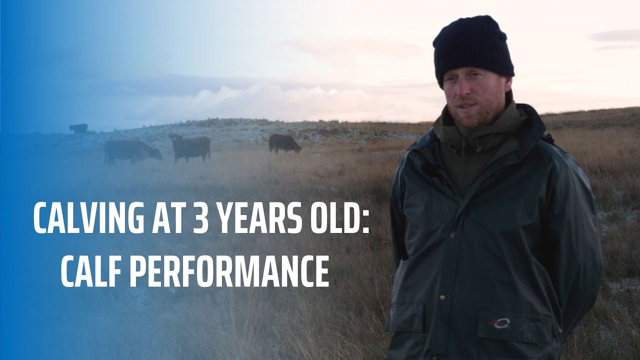 Calving at 3 Years Old: Calf performance