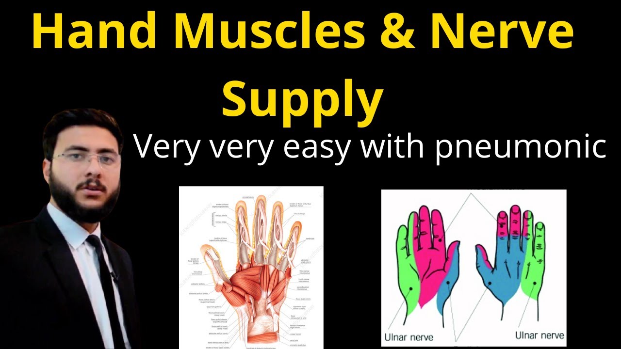 Hand Muscles and its Nerve Supply l Thenar l Hypothenar l interosseous