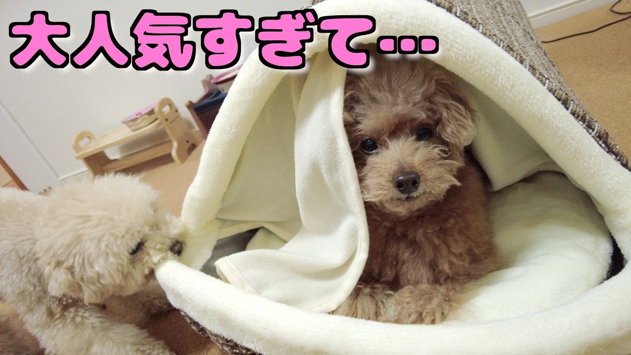 Tiktokで話題の保温ベッドを愛犬にあげたら好評すぎてまさかの事態にｗ【トイプードル】