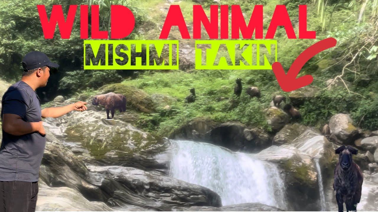  Wild animal yaks !Mishmi Takin Spotted Near Waterfall!Arunachalpradesh @bakyuvlogs @TRIPTHEWILD 