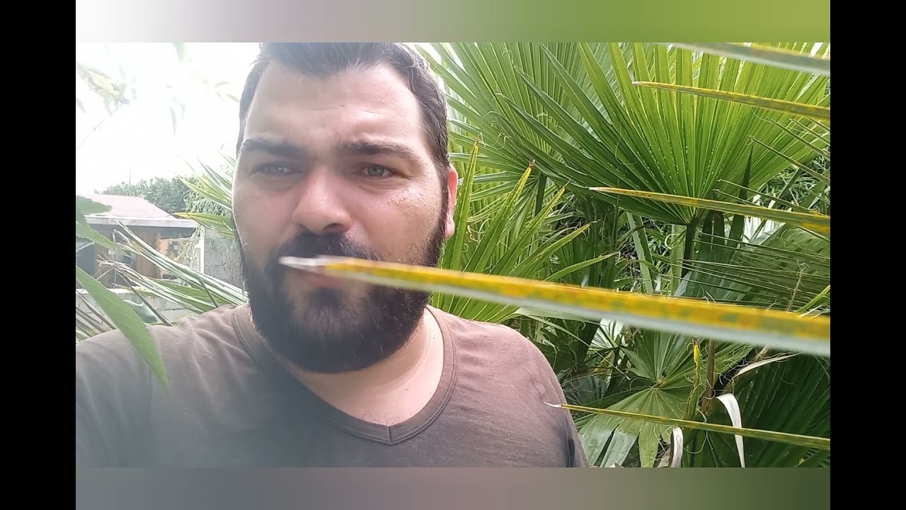 washingtonia robusta  ou palmier jupon du Mexique culture et entretien.